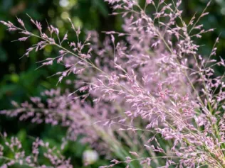 Pink Muhly Grass illustrated plant card