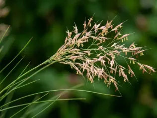 Prairie Dropseed Grass illustrated plant card