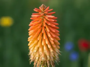 Red Hot Poker illustrated plant card