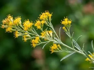 Rubber Rabbitbrush illustrated plant card