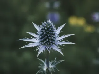 Sea Holly illustrated plant card
