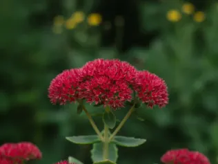 Autumn Joy Sedum illustrated plant card