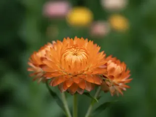 Strawflower illustrated plant card