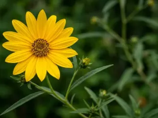 Swamp Sunflower illustrated plant card