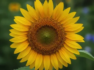 Sunflower illustrated plant card