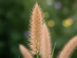 Switchgrass illustrated plant card