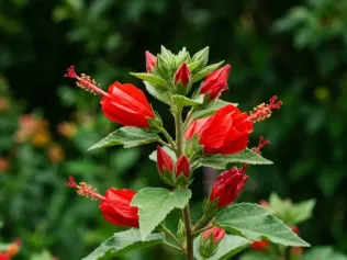Texas Turk's Cap illustrated plant card