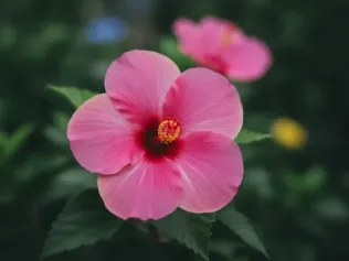 Tropical Hibiscus illustrated plant card