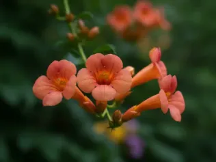 Trumpet Vine illustrated plant card