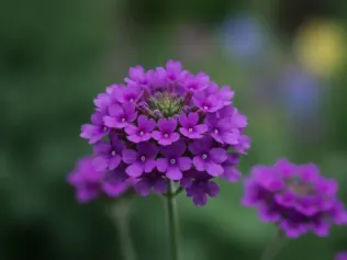 Verbena illustrated plant card