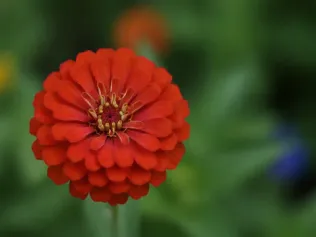 Zinnia illustrated plant card